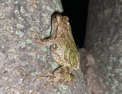 Hyla japonica