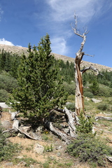 Pinus aristata