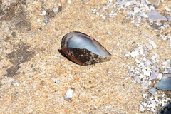 Mytilidae