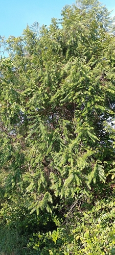 Foto de Embiriba