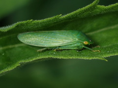 Gyponini