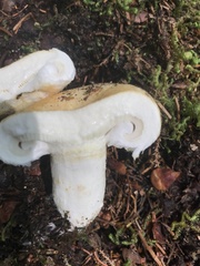 Lactifluus deceptivus