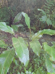 Goeppertia latifolia