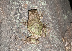 Hyla japonica
