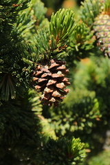 Pinus aristata