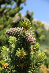 Pinus aristata