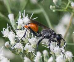 Sphecinae