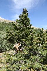 Pinus aristata
