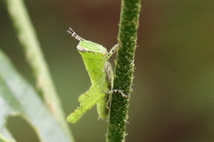 Abracris flavolineata