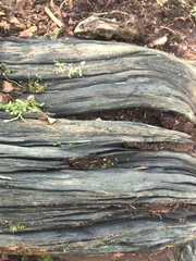 Chlorociboria aeruginascens