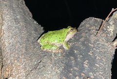 Hyla japonica