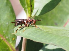 Polistes metricus
