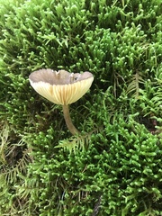 Entoloma