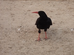 Pyrrhocorax pyrrhocorax