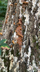 Fuscoporia gilva