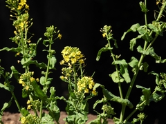 Brassica rapa