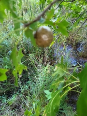 Amphibolips confluenta
