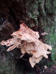 Laetiporus conifericola