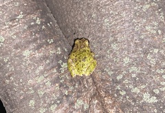 Hyla japonica