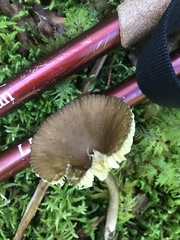 Entoloma