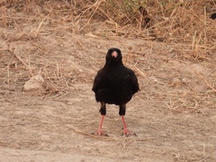 Pyrrhocorax pyrrhocorax