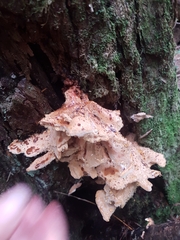 Laetiporus conifericola