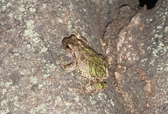 Hyla japonica