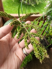 Echinochloa muricata