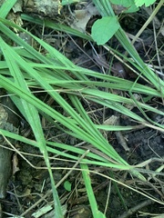 Carex hirtifolia