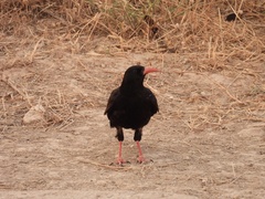 Pyrrhocorax pyrrhocorax