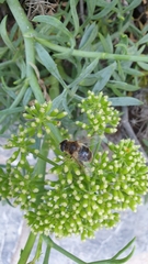 Eristalis tenax