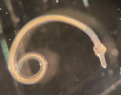 Nematoda
