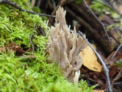 Clavulina cinerea