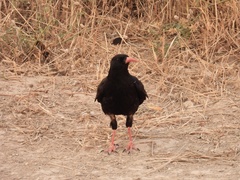 Pyrrhocorax pyrrhocorax