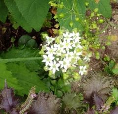 Allium tuberosum