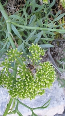 Eristalis tenax