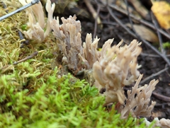Clavulina cinerea