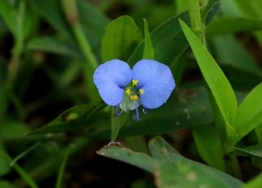 Commelina erecta