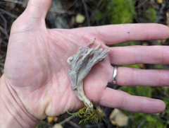 Clavulina cinerea