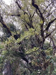 Elaeocarpus dentatus