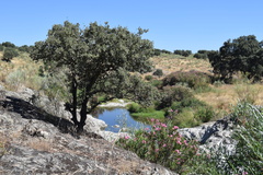 Quercus rotundifolia