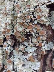 Parmelina carporrhizans