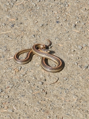 Thamnophis ordinoides