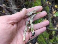 Clavulina cinerea