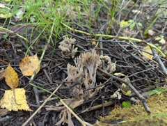 Clavulina cinerea