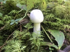 Phalloideae
