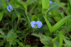 Commelina erecta