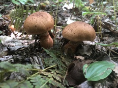Cortinarius armillatus