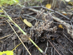 Clavulina cinerea