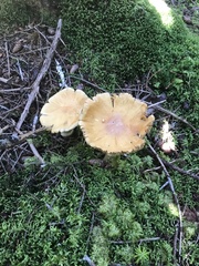 Cortinarius caperatus